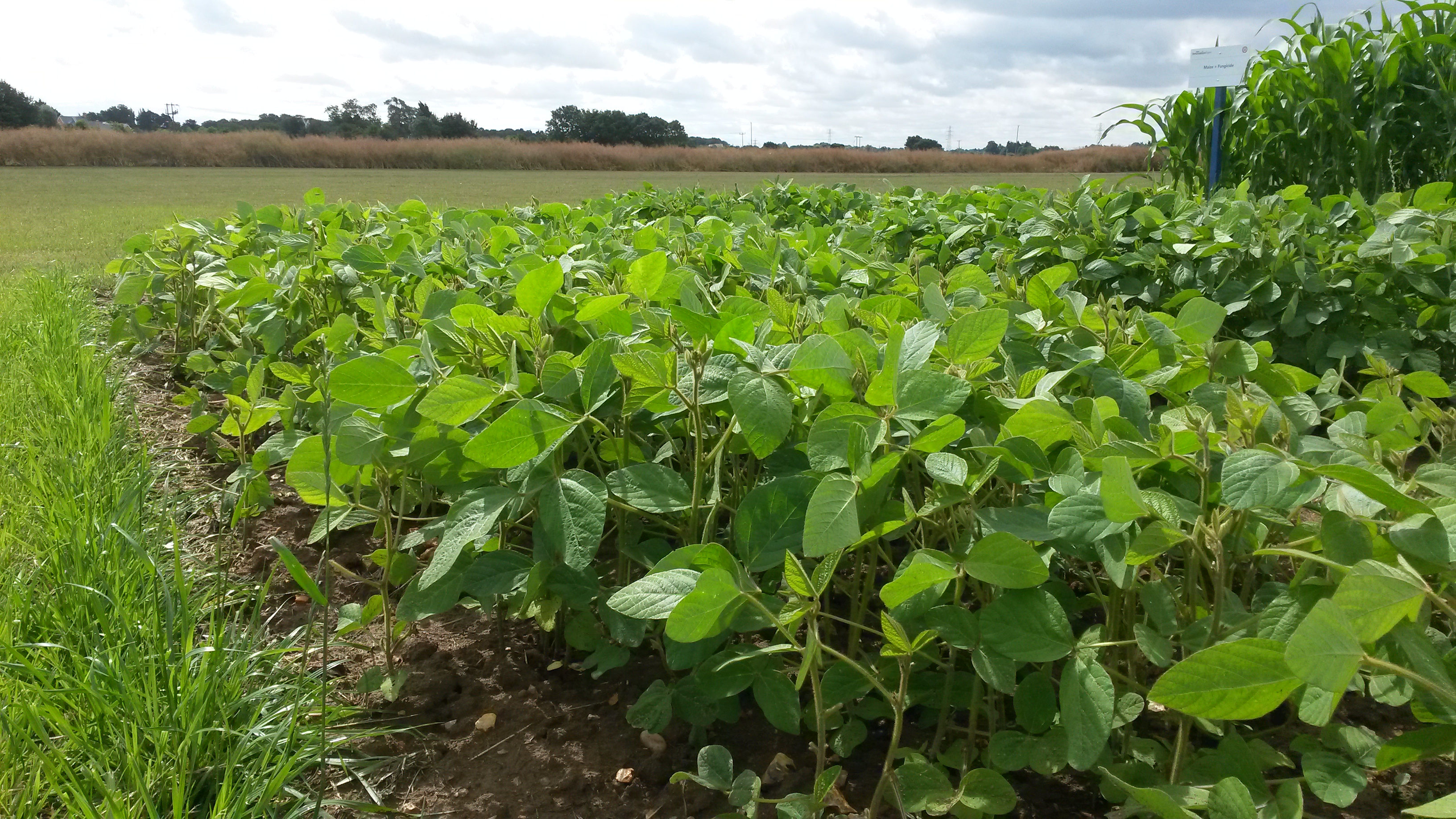 Soya demonstration plot